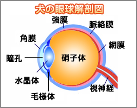 犬の眼球解剖図
