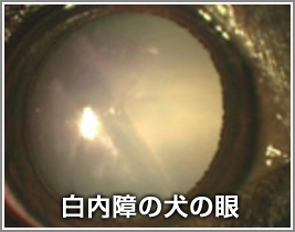 白内障の犬の眼