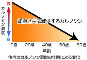 加齢と共に減少するカルノシン